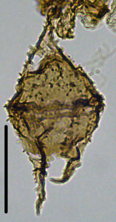 Cerodinium cpx denticulate Cero27X23334tba.jpg